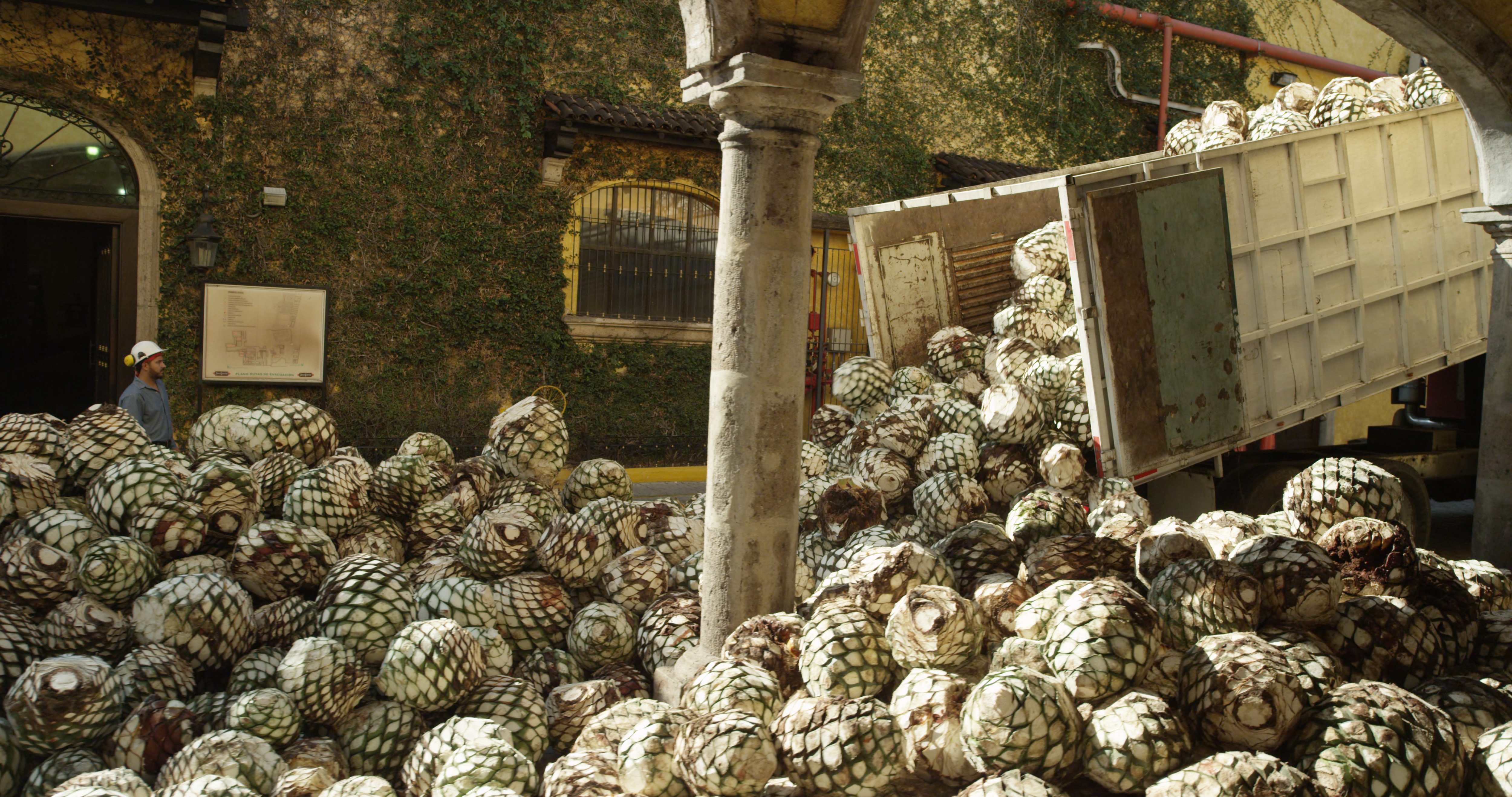 Ford, Jose Cuervo Team Up to Make Car Parts from Agave