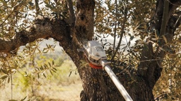 Parts of Your Future Car Could be Made from Olive Trees 